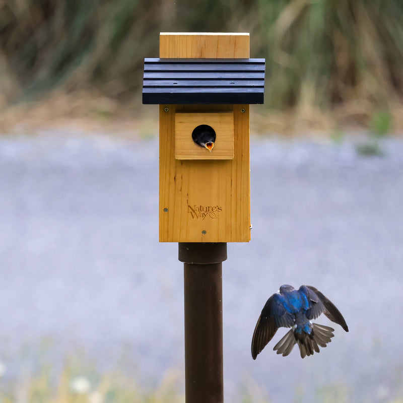 Load image into Gallery viewer, tree swallow hatchling inside nature's way bluebird box house with viewing window
