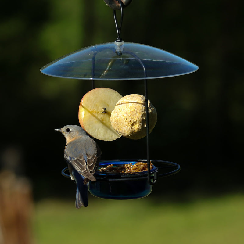 Load image into Gallery viewer, Bluebird Buffet
