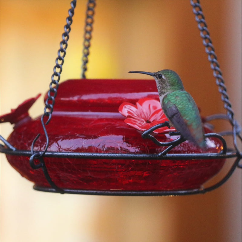 Load image into Gallery viewer, one hummingbird perching on the nature&#39;s way Modern Hummingbird Feeder - Solid Red
