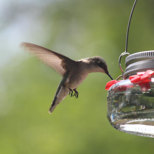 hummingbird feeding from Nature's Way Mason Jar Hummingbird Feeder