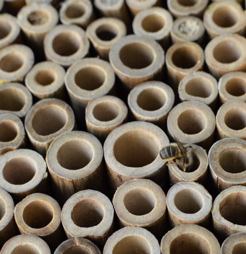 Load image into Gallery viewer, bee on the Better Gardens Bee Barn