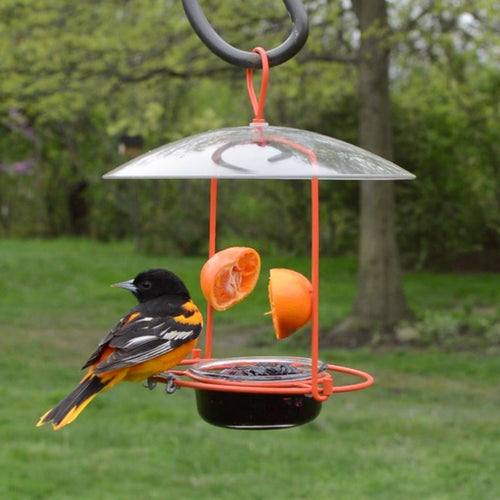 oriole perching on the Nature's Way Wire Oriole Feeder