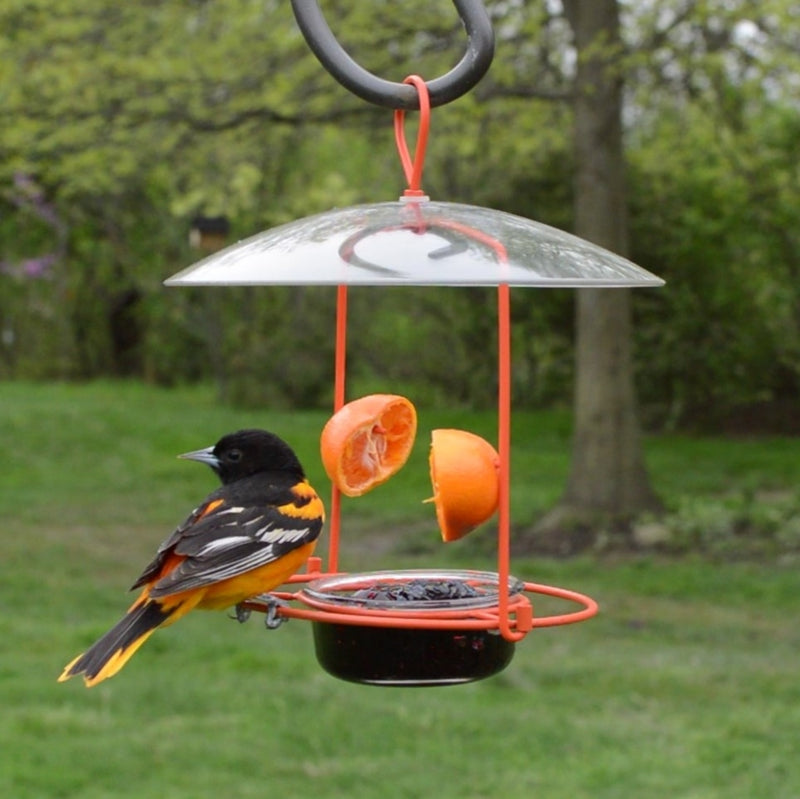 Load image into Gallery viewer, oriole perching on the Nature's Way Wire Oriole Feeder