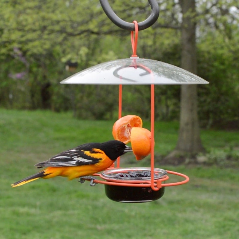 Load image into Gallery viewer, oriole feeding from orange on the Nature&#39;s Way Wire Oriole Feeder
