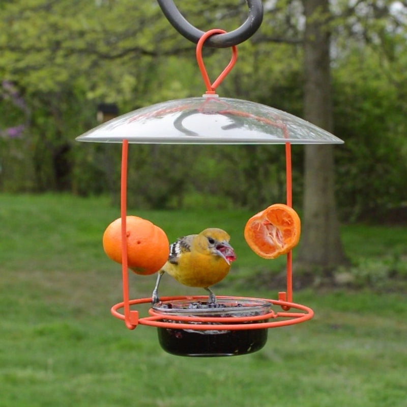 Load image into Gallery viewer, yellow oriole feeding from jelly on the Nature&#39;s Way Wire Oriole Feeder
