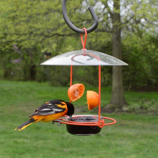 oriole feeding from jelly on the Nature's Way Wire Oriole Feeder