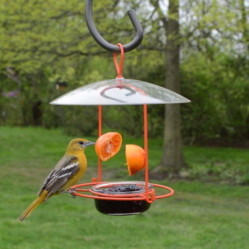 Load image into Gallery viewer, yellow oriole feeding from the Nature&#39;s Way Wire Oriole Feeder
