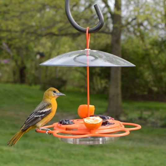 yellow oriole perching on the Nature's Way All-In-One Oriole Buffet