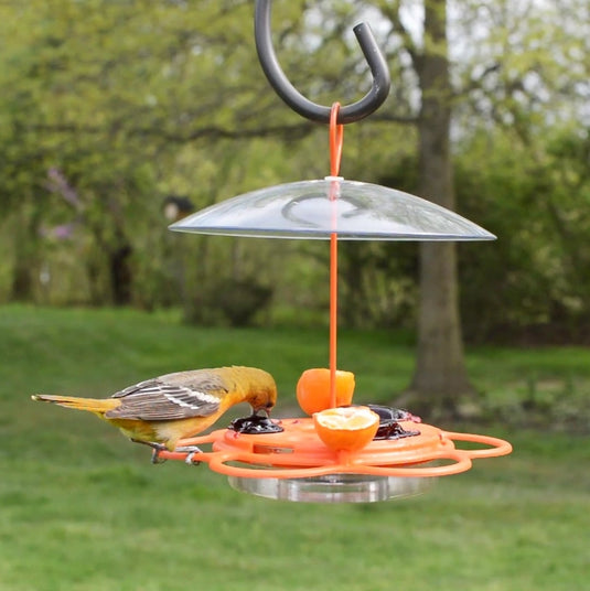 yellow oriole feeding from the Nature's Way All-In-One Oriole Buffet