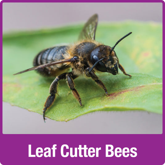 leaf cutter bee