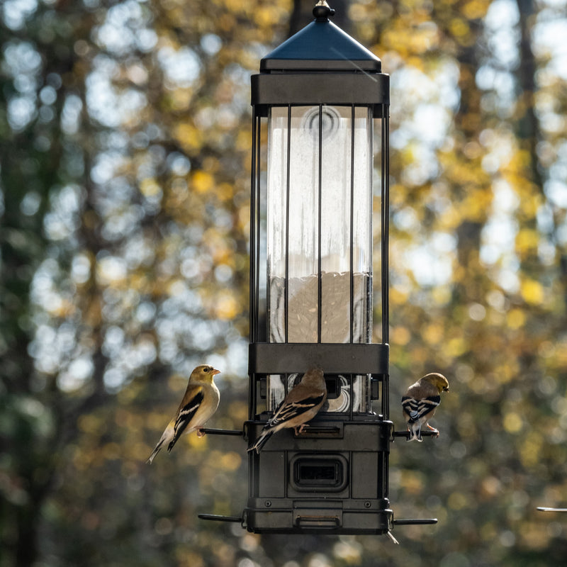 Load image into Gallery viewer, Squirrel Shield Advantage Cage Feeder