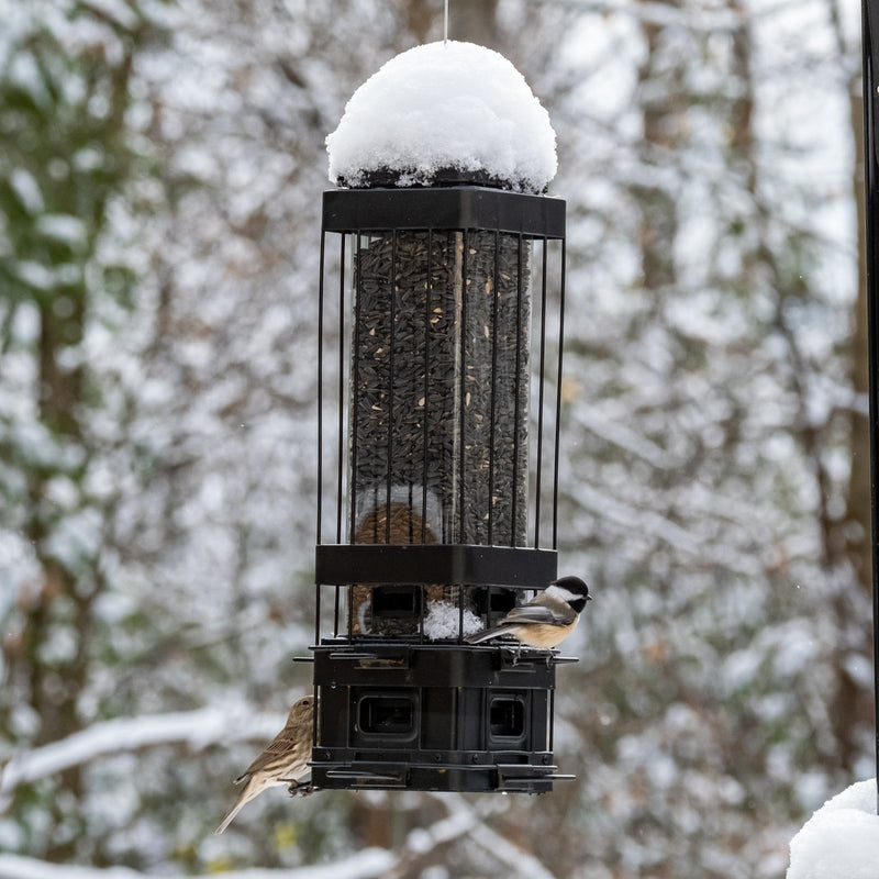 Load image into Gallery viewer, Squirrel Shield Advantage Cage Feeder