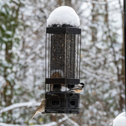 Squirrel Shield Advantage Cage Feeder