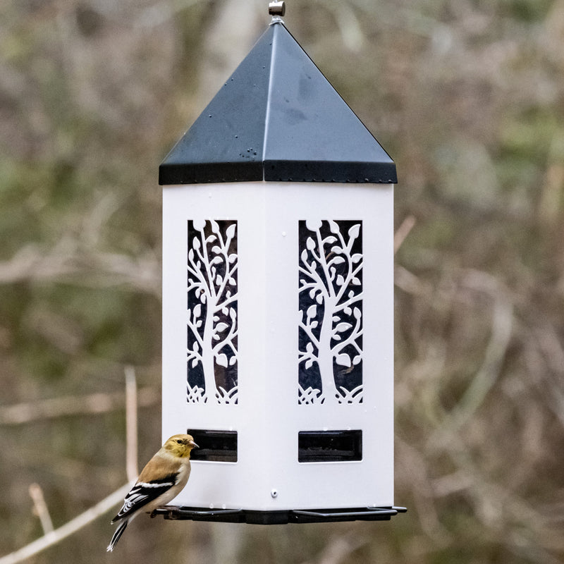 Load image into Gallery viewer, goldfinch feeding from Squirrel Shield Lantern Feeder