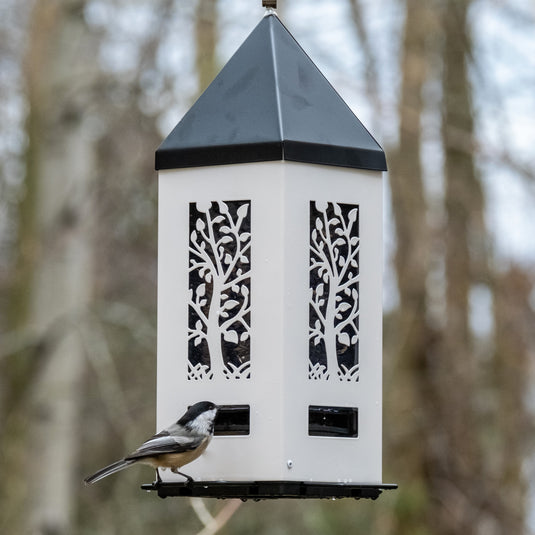 chickadee feeding from Squirrel Shield Lantern Feeder