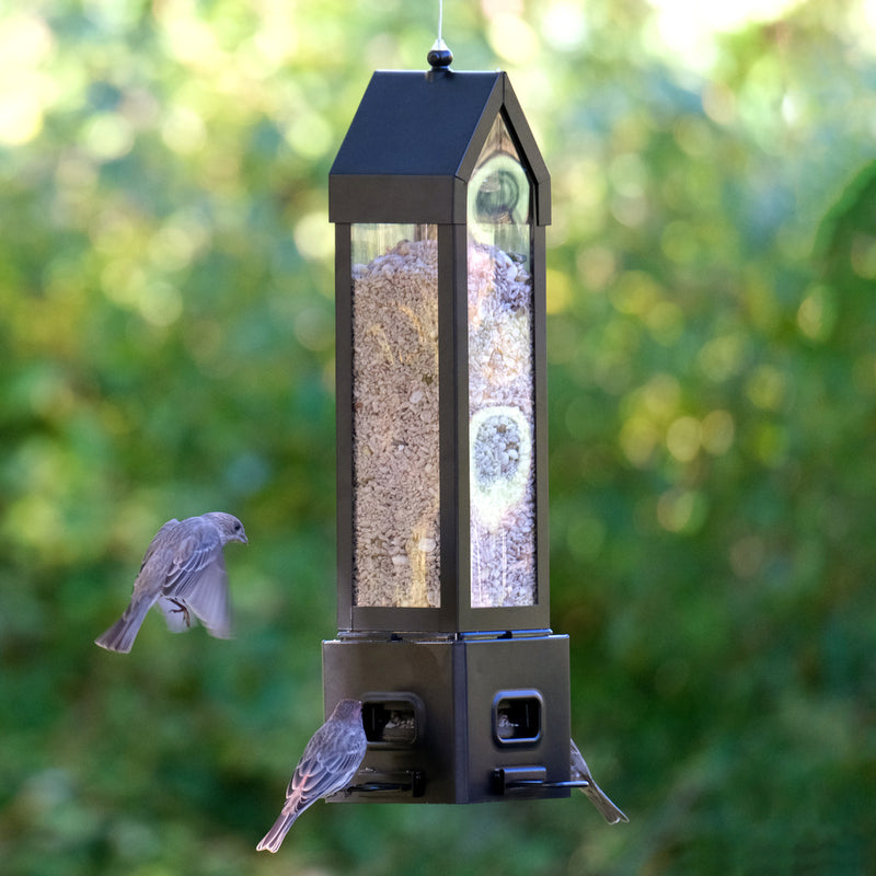 Load image into Gallery viewer, Squirrel Shield Choice Lantern Feeder
