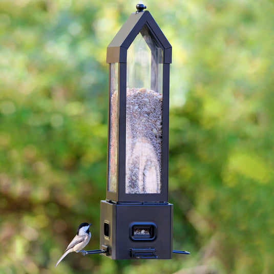 Squirrel Shield Choice Lantern Feeder