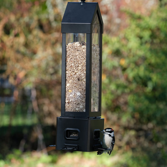 Squirrel Shield Choice Lantern Feeder