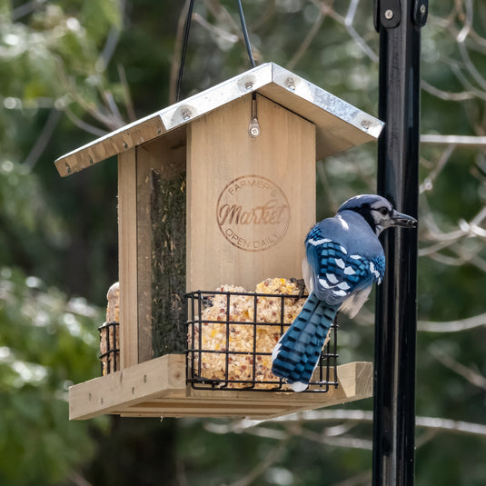 blue jay feeding from Galvanized Weathered Hopper Feeder