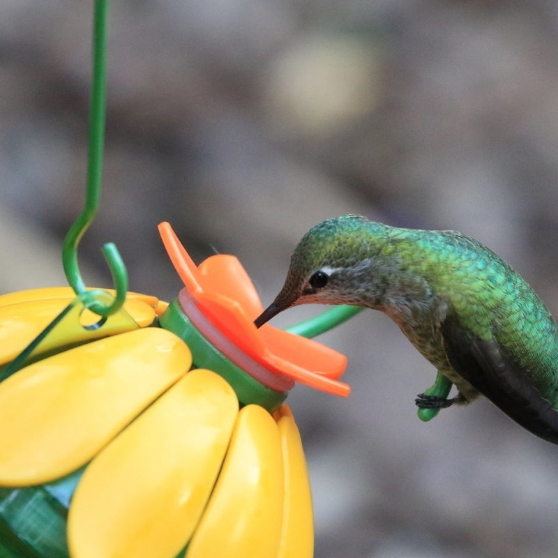 Load image into Gallery viewer, hummingbird feeding from the Wild Wings So Real Single Flower Hummingbird Feeder 2-Pack - Red/Yellow