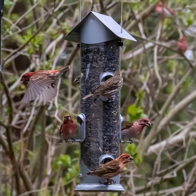 Load image into Gallery viewer, birds feeding from the wild wings Farmhouse Deluxe Easy Clean Feeder