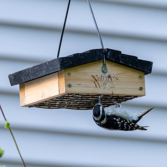 woodpecker feeding from nature's way upside down suet feeder