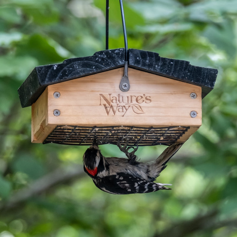 Load image into Gallery viewer, woodpecker feeding from nature&#39;s way upside down suet feeder
