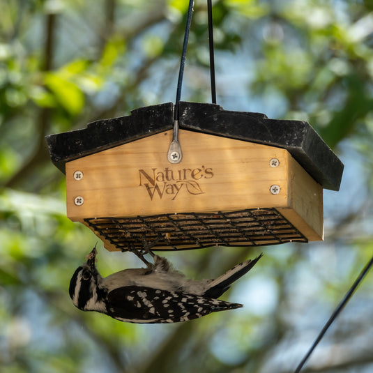 woodpecker feeding from nature's way upside down suet feeder