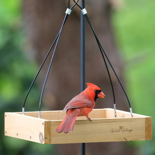 Hanging Platform Feeder