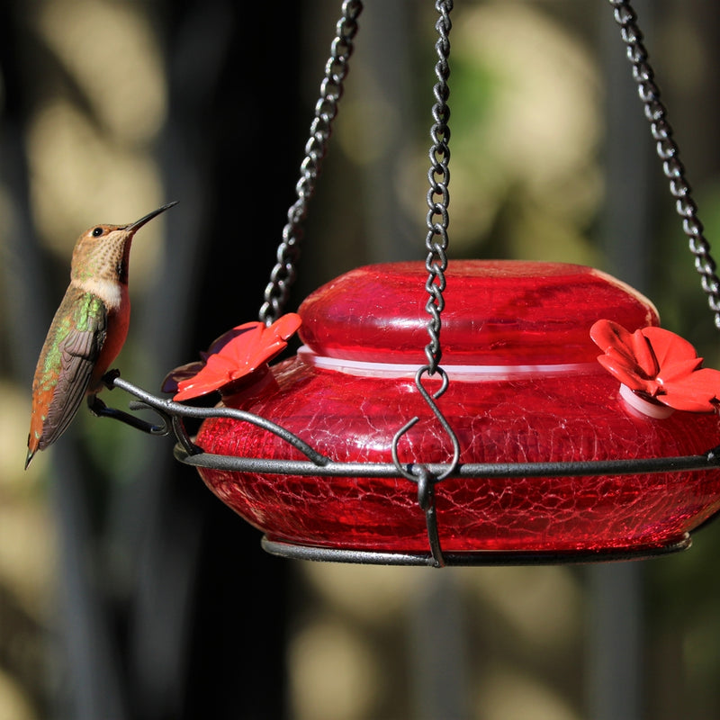 Load image into Gallery viewer, one hummingbird perching on the nature&#39;s way Modern Hummingbird Feeder - Solid Red
