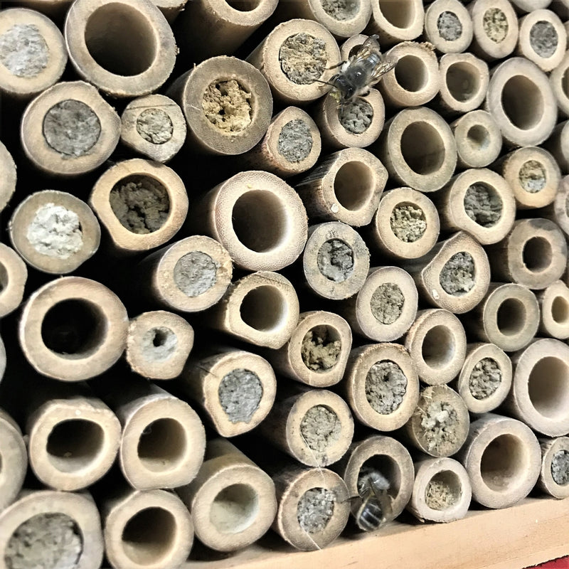 Load image into Gallery viewer, close up of bamboo shoots filled with mud and bees entering shoots