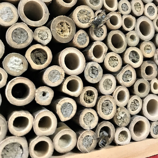 close up of bamboo shoots filled with mud and bees entering shoots