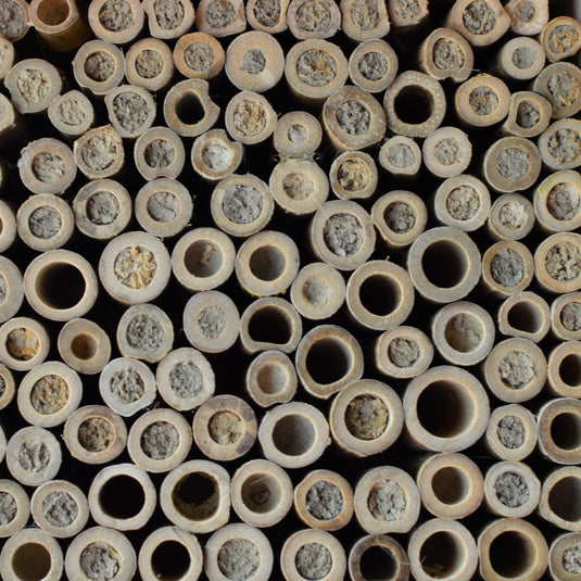 mudded tubes on the Better Gardens Bee Barn