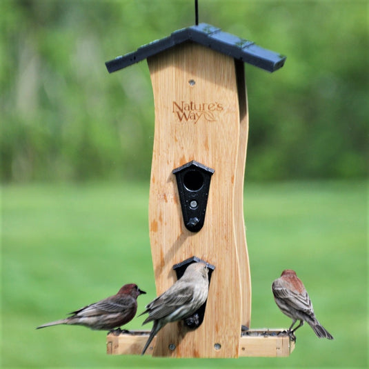 Multiple birds feeding from Nature's Way bamboo Vertical Wave bird Feeder