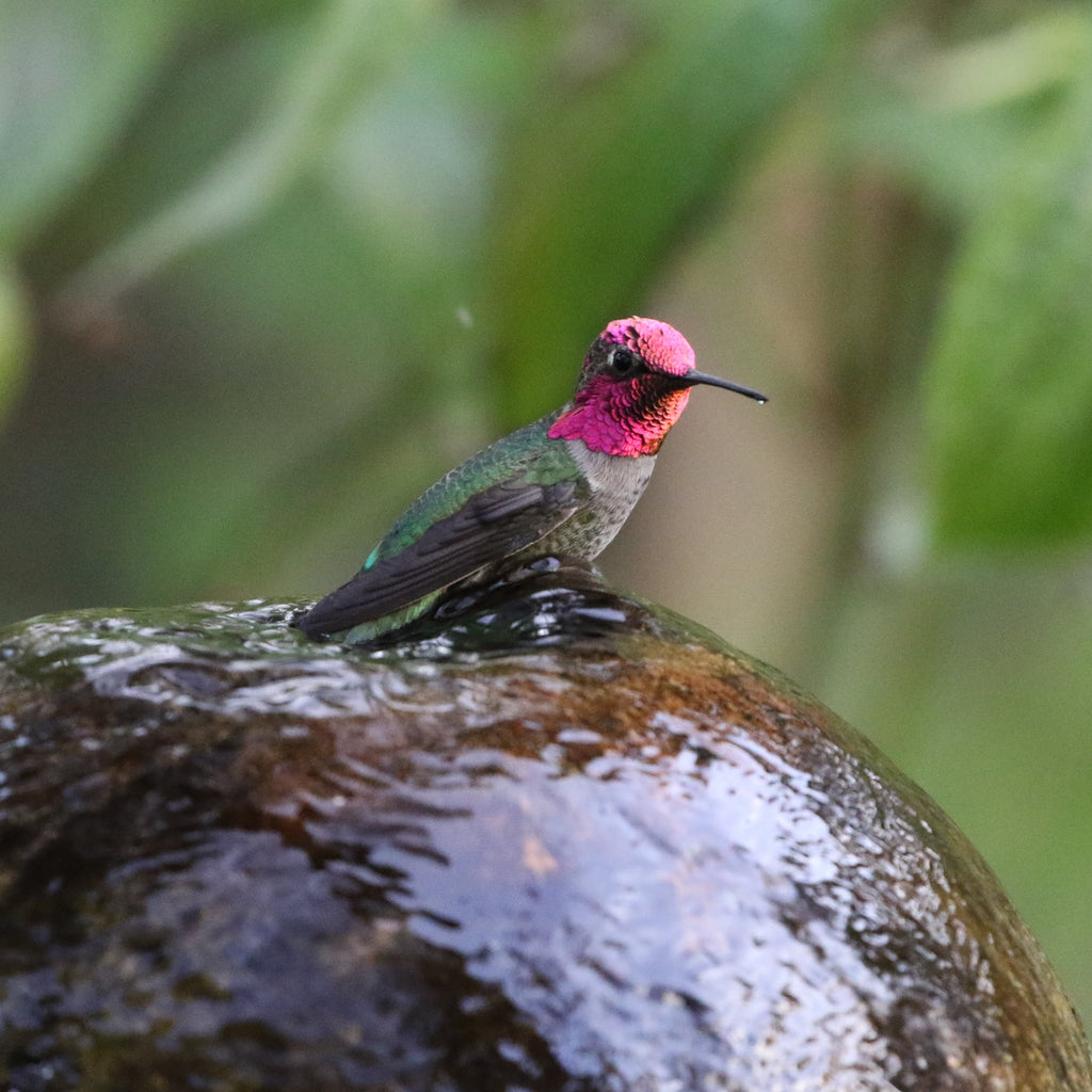 Bird Feature: Anna's Hummingbird