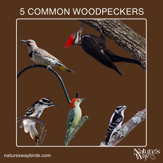 5 of the most common woodpeckers in the United States and Canada