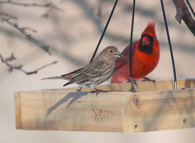 National Bird Feeding Month