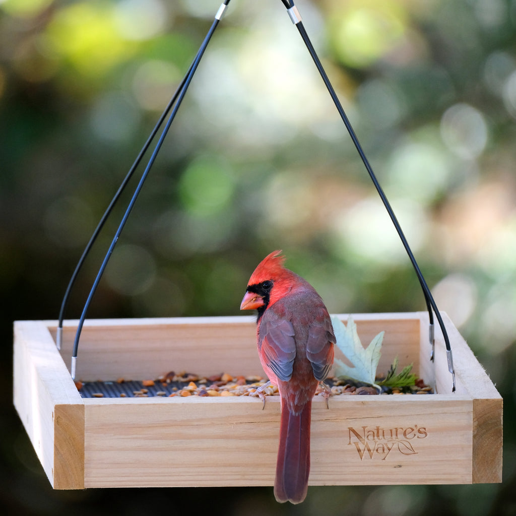 Best bird feeders for cardinals