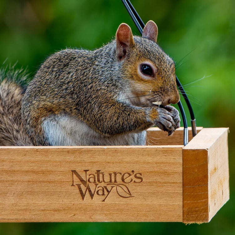 Squirrel Proofing Tips