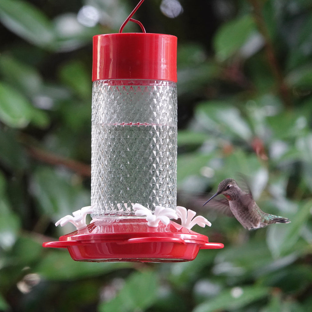 Homemade hummingbird nectar recipe