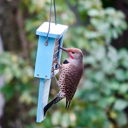 Best bird feeders for woodpeckers