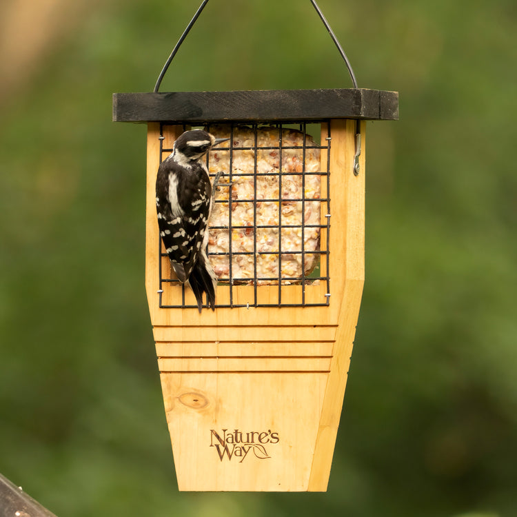 How to use a suet bird feeder