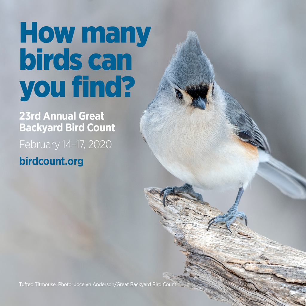 The Great Backyard Bird Count 2020
