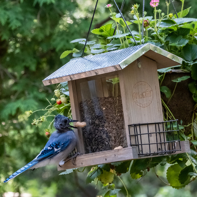 Late summer birding