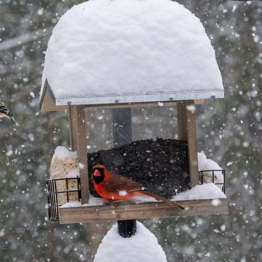 Birds in winter: Surviving and thriving in the wild