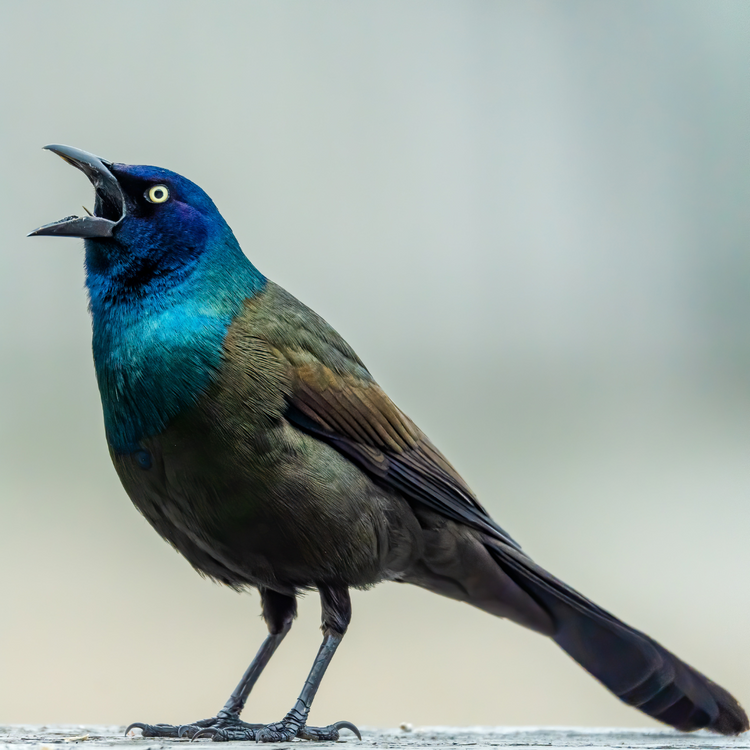 Bird Feature: Common Grackle