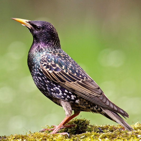 Bird Feature: European Starling