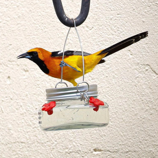 4 most common oriole species in the US and Canada