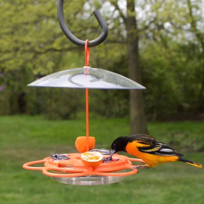 Best bird feeders for summer