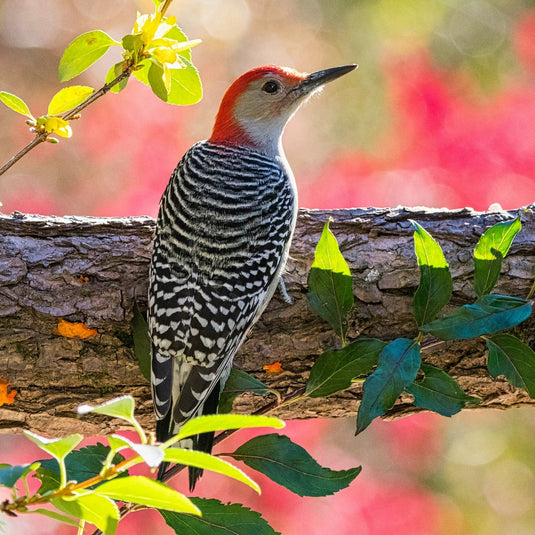Bird Feature: Red-bellied Woodpecker